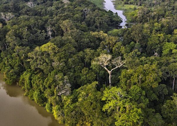 congo-:-un-appel-pour-une-regulation-des-activites-forestieres-et-minieres-–-journal-de-brazza