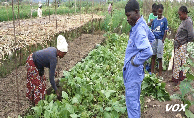 les-maraichers-sont-satisfaits-de-leur-productivite-en-saison-seche-–-vox-congo
