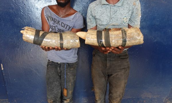 dolisie-:-deux-trafiquants-d’ivoire-arretes-et-poursuivis-en-justice-–-journal-de-brazza