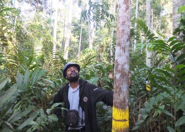 foresterie-participative-:-l’approche-menage-en-test-–-journal-de-brazza