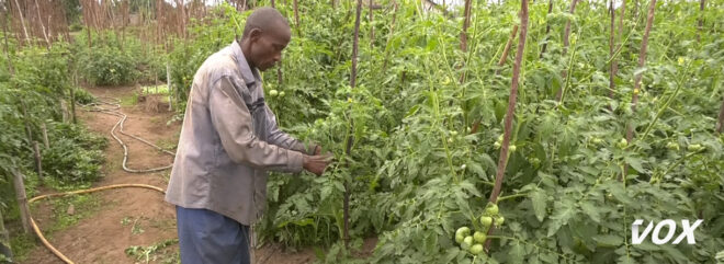 l’abondance-des-legumes-en-saison-seche-ruine-les-maraichers-–-vox-congo