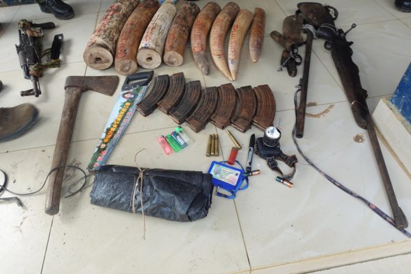 congo-:-trois-braconniers-condamnes-pour-trafic-d’ivoire-et-detention-d’armes-–-journal-de-brazza